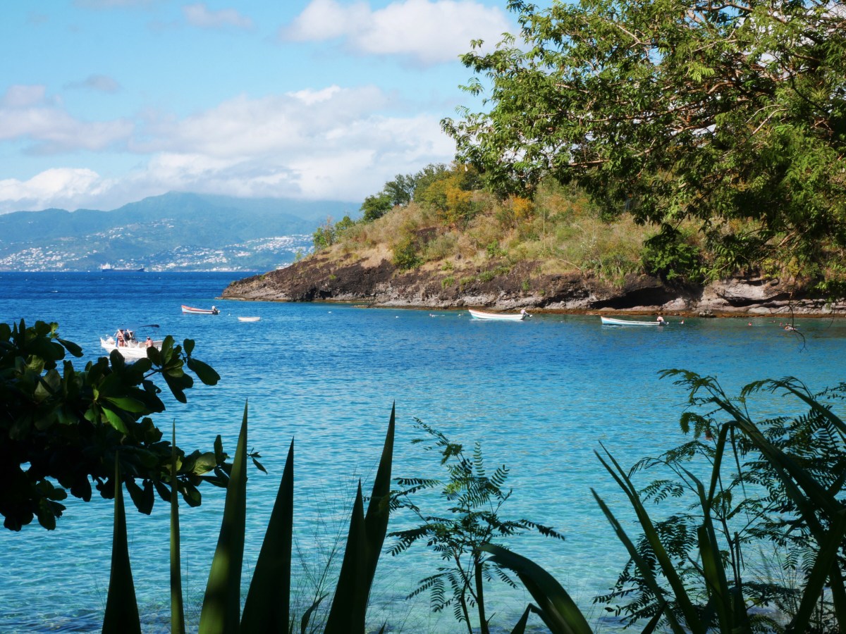 Deux semaines en Martinique : tortues, dauphins et plages&nbsp;paradisiaques