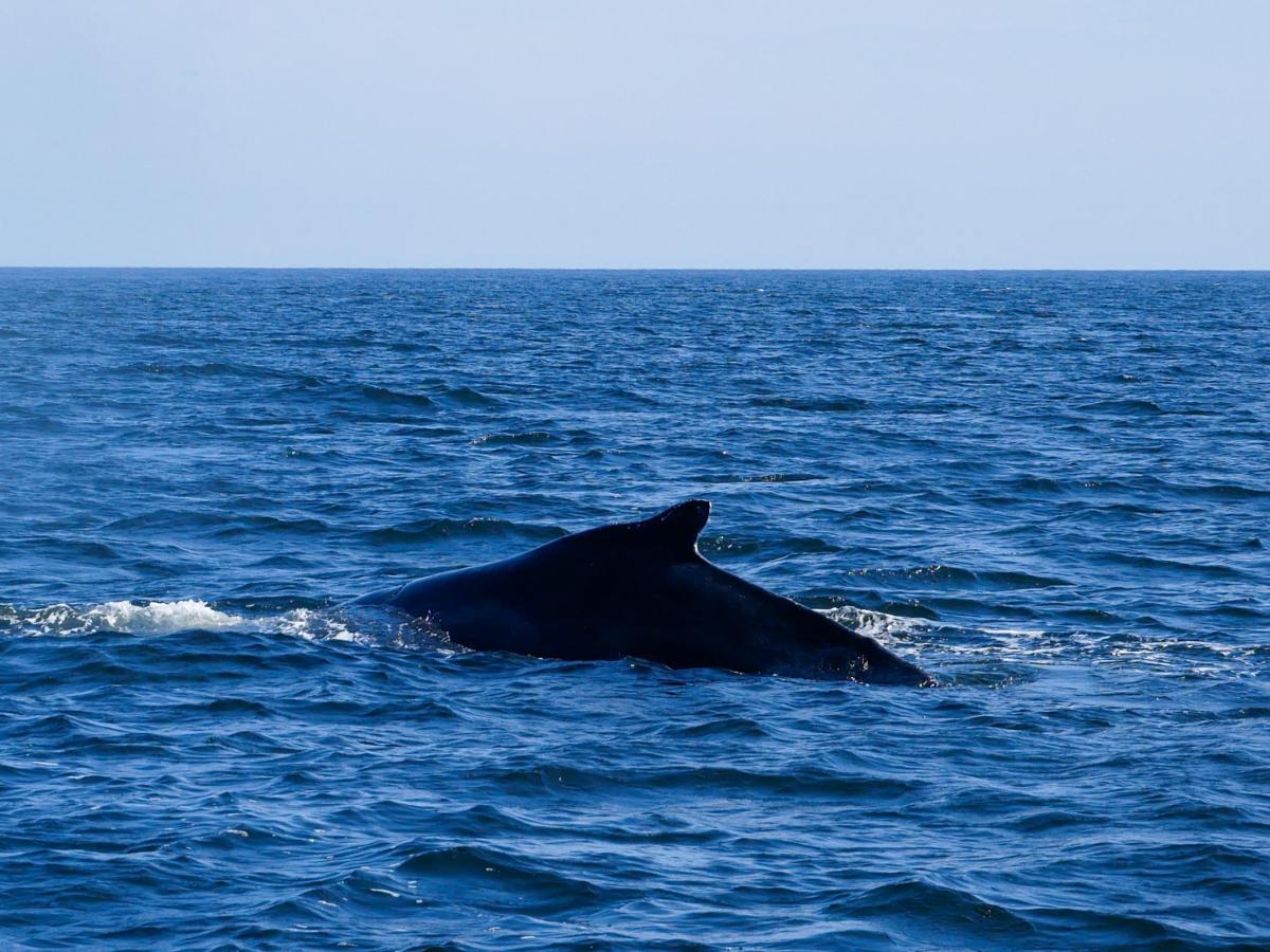 Conseils pour voir les baleines à Tadoussac au Québec : lieux d’observations, croisière et&nbsp;camping