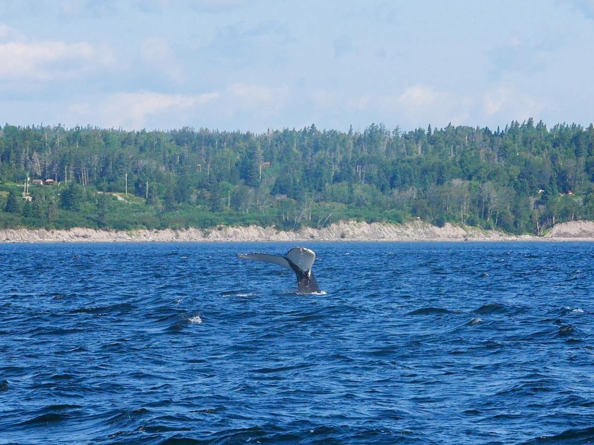 Road-trip au Québec direction Tadoussac à la découverte des&nbsp;baleines