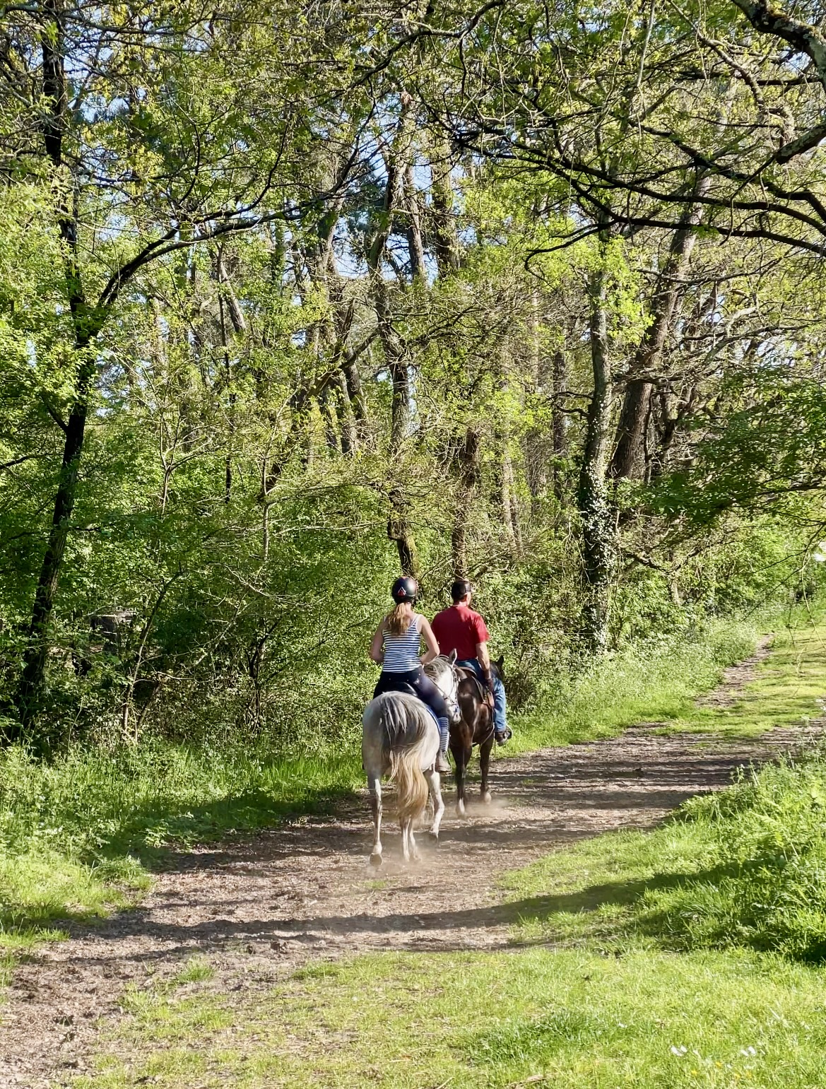Cheval sous les pins Bordeaux Lacanau vélo